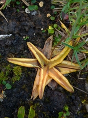 Pinguicula alpina