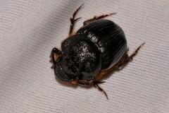 Onthophagus ferox