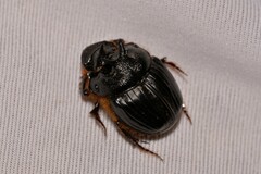 Onthophagus ferox