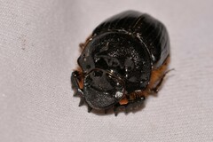 Onthophagus ferox