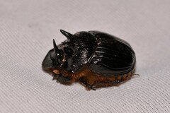Onthophagus ferox