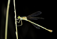 Lestes barbarus