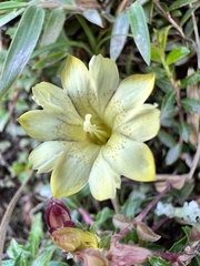 Gentiana scabrida
