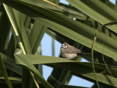 Stizoptera bichenovii