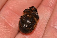 Onthophagus ferox