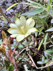 Gentiana scabrida