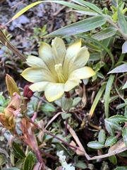 Gentiana scabrida