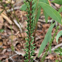 Comesperma ericinum