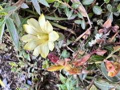 Gentiana scabrida