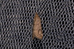 Achyra affinitalis