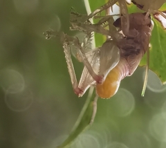 Conocephalus maculatus