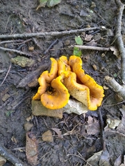 Boletinellus merulioides