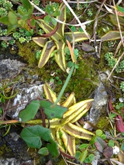 Pinguicula alpina