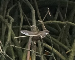Rhipidura javanica