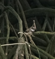 Rhipidura javanica