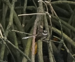 Rhipidura javanica