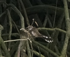 Rhipidura javanica