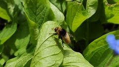 Merodon equestris