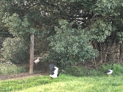 Anseranas semipalmata