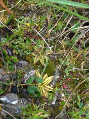 Pinguicula alpina
