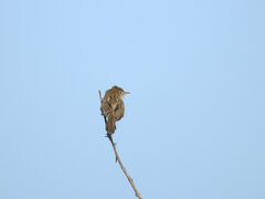 Cisticola exilis
