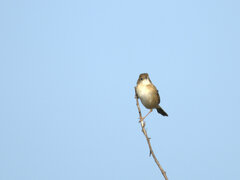 Cisticola exilis