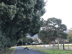 Anseranas semipalmata