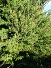 Cupressus macrocarpa