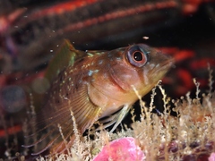 Notoclinops yaldwyni