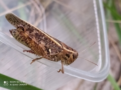 Calliptamus italicus