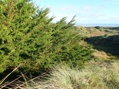 Cupressus macrocarpa