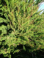 Cupressus macrocarpa