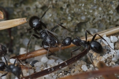 Formica candida