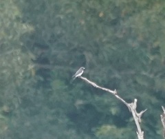 Artamus leucorynchus