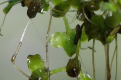 Lemna trisulca