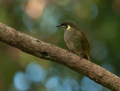 Meliphaga lewinii