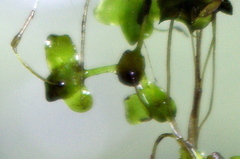 Lemna trisulca