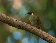 Meliphaga lewinii