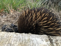 Tachyglossus aculeatus