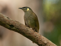 Meliphaga lewinii