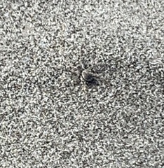 Anoteropsis litoralis