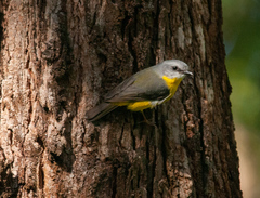 Eopsaltria australis