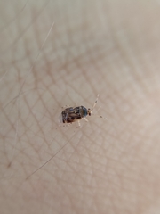 Deraeocoris lutescens