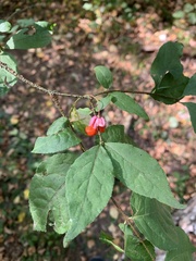 Euonymus verrucosus