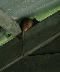 Rattus