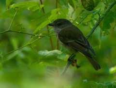 Pachycephala pectoralis