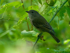 Pachycephala pectoralis