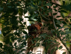 Macropygia phasianella