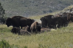 Bison bison bison