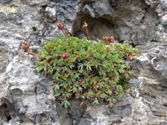 Potentilla nitida
